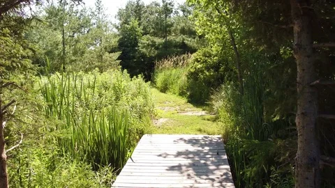 Walking Forest Bridge Stock Footage 77577957