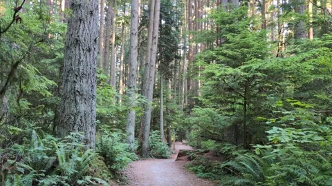 Walking in the forest in Canada Pacific North West, British Columbia pov walk Stock Footage 345300367
