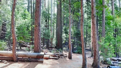 Walking Forest Clip Stock Footage 188811145
