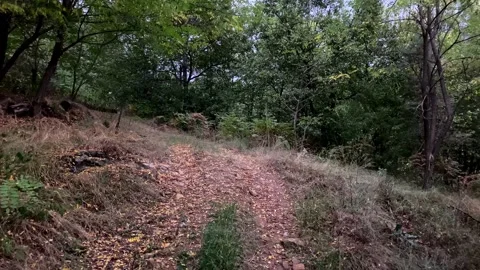Walking In The Forest. Cloudy Day Mountain Tree And Natural View. Stock Footage 151151049