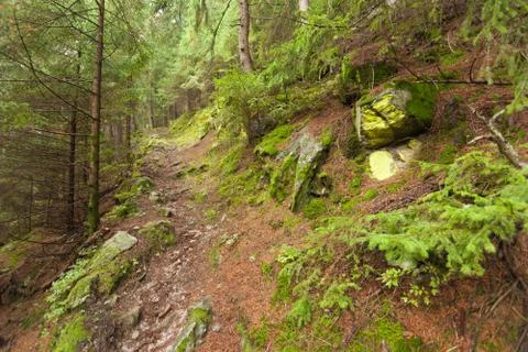 Walking into the forest in a cloudy day. No people around. Stock Photos