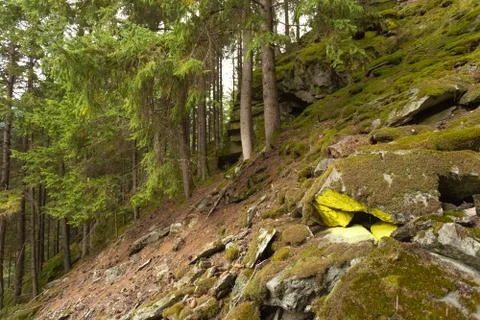 Walking into the forest in a cloudy day. No people around. Stock Photos