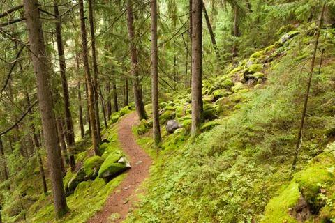 Walking into the forest in a cloudy day. No people around. Stock Photos