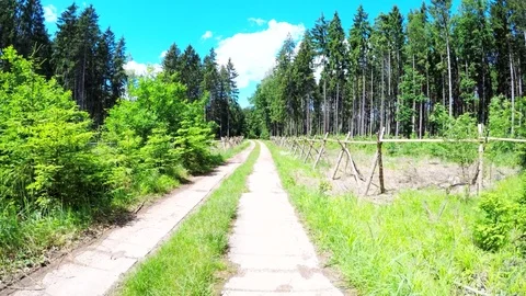 Walking in forest on dirty road Stock Footage 76965558