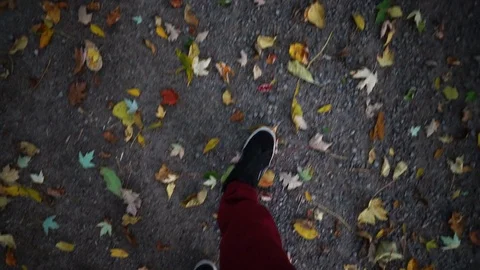 Walking in forest during autumn Stock Footage 85042290