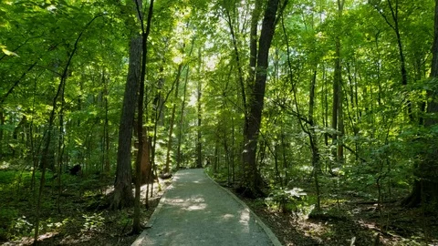 Walking in the forest during the beginning of summer in North America Stock Footage