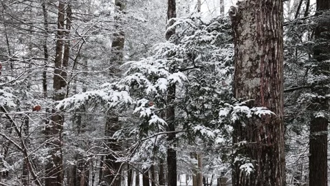 Walking in a forest during a snowstorm in winter with snow Stock Footage 300887539
