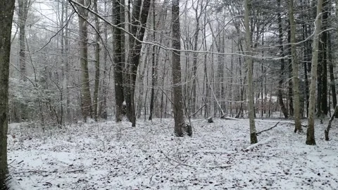 Walking in a forest during a snowstorm in winter with snow Stock Footage 300897590