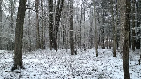 Walking in a forest during a snowstorm in winter with snow Stock Footage 300897697