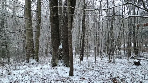 Walking in a forest during a snowstorm in winter with snow Stock Footage 300897783