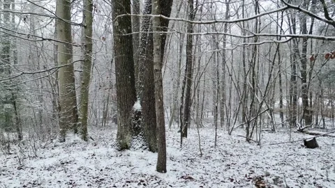Walking in a forest during a snowstorm in winter with snow Stock Footage 300897956