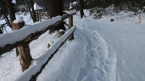Walking in a forest during a snowstorm in winter with snow Stock Footage 300899489