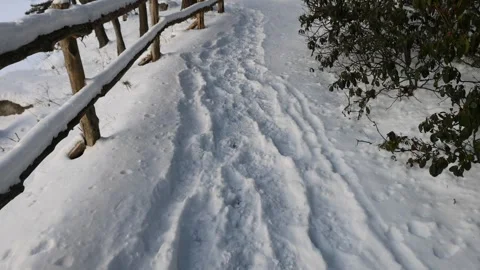 Walking in a forest during a snowstorm in winter with snow Stock Footage 300899956