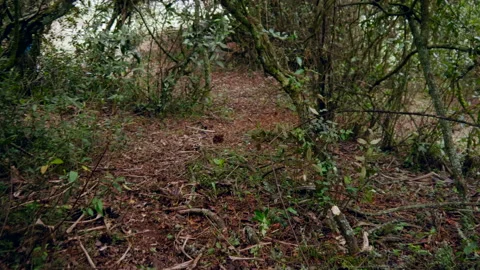 Walking in a forest during sunset. Sun light and rays entering the forest. Stock Footage 234224315