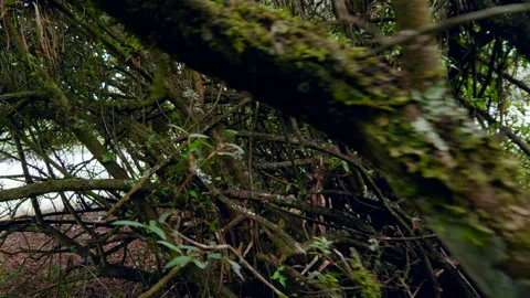 Walking in a forest during sunset. Sun light and rays entering the forest. Stock-Footage 234224342
