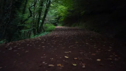 Walking in forest in fall low angle Stock Footage 97718063