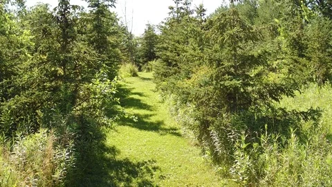 Walking Forest Field Stock Footage 77578334