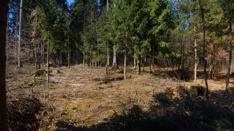 Walking on forest floor covered with moss, leaves and branches on a sunny day Stock Footage 128314766
