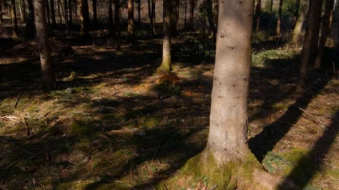 Walking on forest floor covered with moss, leaves and branches on a sunny day Stock Footage 128315356