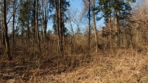 Walking on forest floor. Ground covered with leaves and branches Stock Footage 128315088
