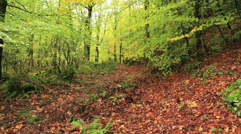 Walking on the forest Stock Footage 872112