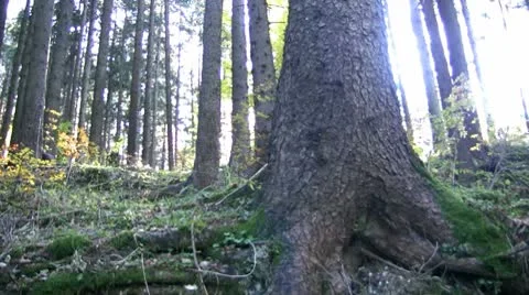 Walking in the forest Stock Footage 8955463