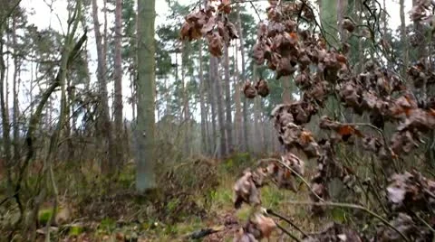 Walking into a forest Stock Footage 10709733