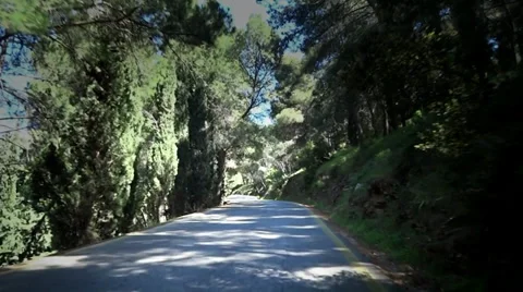 Walking in the forest Stock Footage 37135466