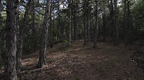 Walking in the forest Video stock 38408950