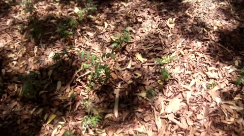 Walking in the forest Vídeo Stock 40274070