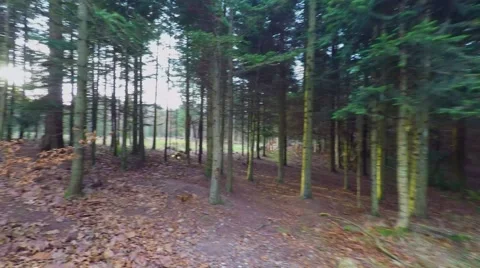 Walking in the forest Stock-Footage 44421307