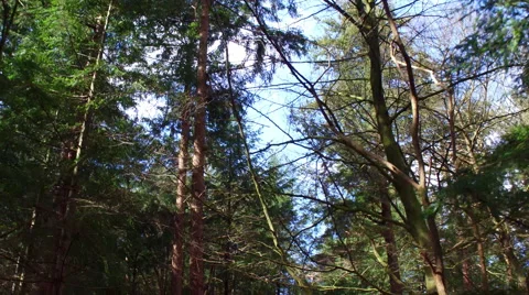 Walking in forest Stock Footage 63500066