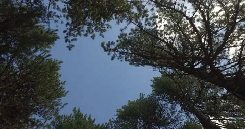 Walking in the forest Stockbeeldmateriaal 63620251