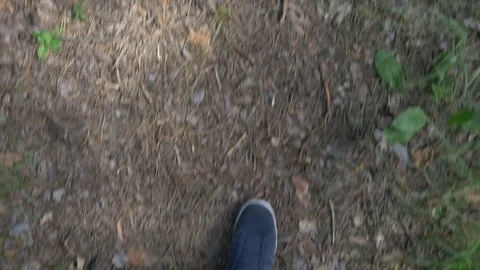 Walking In Forest 스톡 동영상 71017165