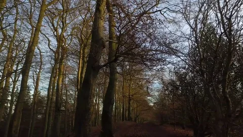 Walking in a forest. 스톡 동영상 71134517