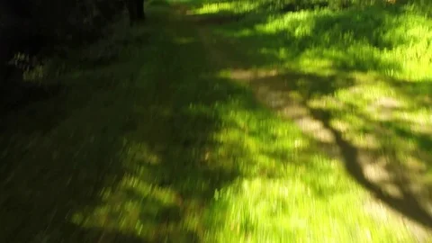 Walking in a forest Stock Footage 73702858