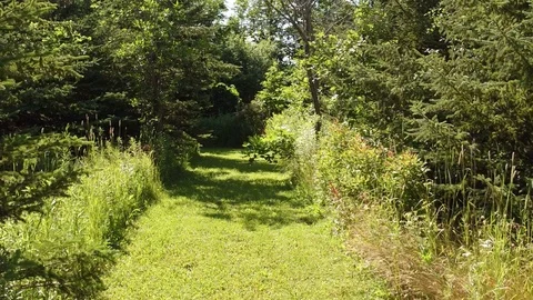 Walking Forest Stock Footage 77578058