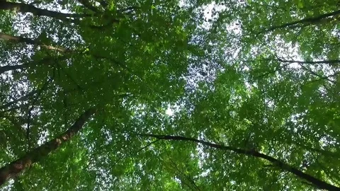 Walking in the forest Stock Footage 79832912