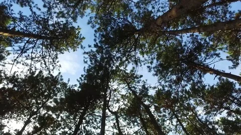 Walking in the forest Stock Footage 79833635