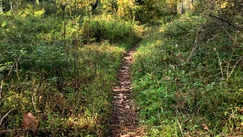 Walking in forest Stock Footage 82427859