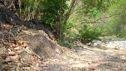 Walking in forest Stock Footage 83079806