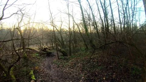 Walking in the forest Stock Footage 83988884