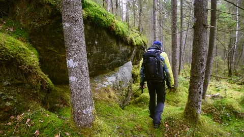 Walking in the forest Stock Footage 85593663