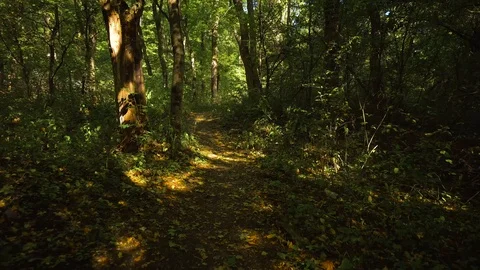 Walking in the forest Stock Footage 101129364
