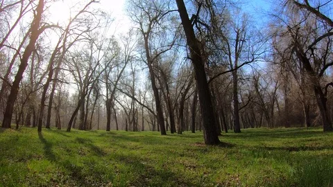 Walking in the forest Stock Footage 106061892