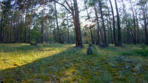 Walking in the forest Stock Footage 111430980
