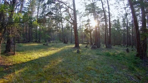 Walking in the forest Stock Footage 111431404