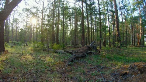 Walking in the forest Stock Footage 111432089