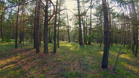 Walking in the forest Stock Footage 111432334