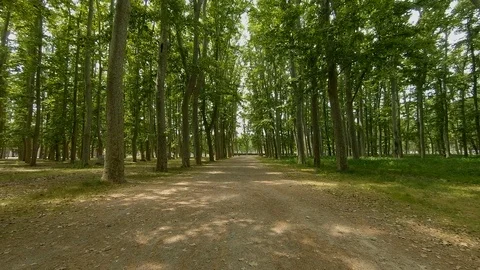 Walking in a forest Stock Footage 113539514